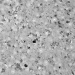 tem148_carbon_800_8_2-109