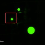 GFP_20x_after_impact