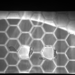 Pre-fluid-Ruptured-Channel-20x