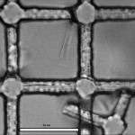 nano-porous-liftoffsmashed-by-micro-manipulator-2