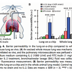 Lung-on-a-chip-compared-to-in-vivo