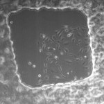 Microarray1_day4_10x_1jpeg