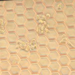 Adhesion-Molecule-22hrs