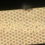 Adhesion-Molecule-45min