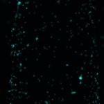 Cells-on-glass-in-channel-4x-montage