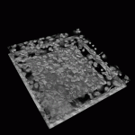 Confocal-Reconstruction2