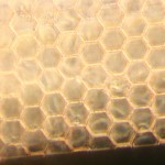 Fibronect-1ugml-22hrs