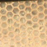 Fibronectin-10ugml-22hrs