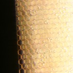 Fibronectin-10x-45min