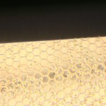 Fibronectin-1x-45min