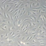 Plastic-w-adhesion-molecule