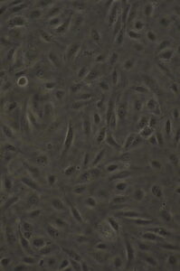 02-26-20 Modular 2_TD_48 hr_10x