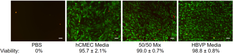 Human brain vascular pericyte viability in endothelial media