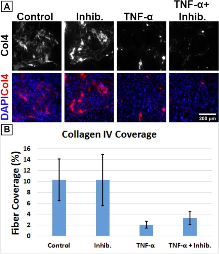 Basement Membrane Disruption by Tumor Necrosis Factor-α in the μSiM-hNVU