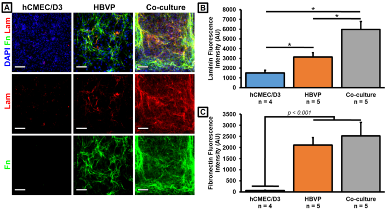 Fibronectin and Friends: Confirming the Presence of Multiple Vascular Basement Membrane Components in the μSiM-hNVU