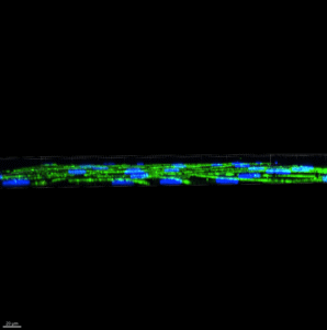 40x Dev 2 NPN MC NS_2024-02-26_Confocal_16.22.03_DragonflyUser_2024-02-28T15-16-28.177