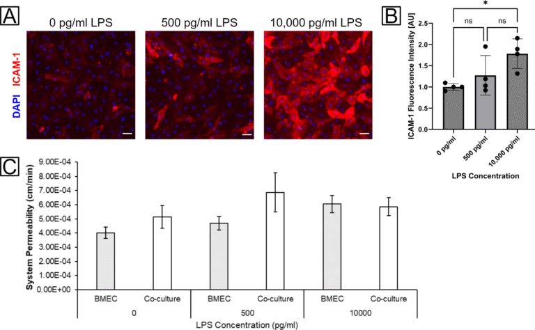 Bacterial Inflammatory Stimulation of the μSiM-BBB Model