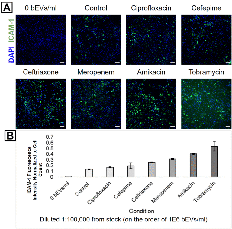 HUVEC ICAM-1 Activation by Bacterial Extracellular Vesicles Derived From E. coli Treated with Different Antibiotics