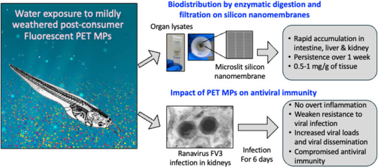 Ingestion of polyethylene terephthalate microplastic water contaminants by Xenopus laevis tadpoles negatively affects their resistance to ranavirus infection and antiviral immunity