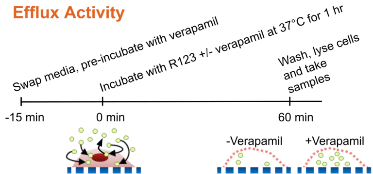 IMR90 EECM-BMEC-Like Cells Lack P-gp Efflux Activity